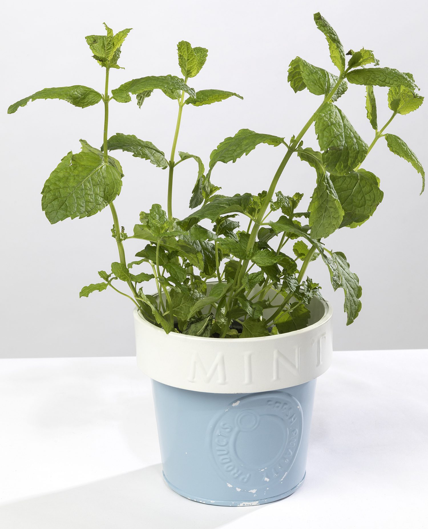 This metal herb pot "Mint" looks lovely on the kitchen sill with herbs in it